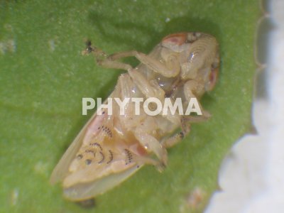 Xylella fastidiosa
